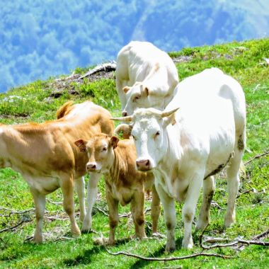 Zoom sur la ferme BRETOU