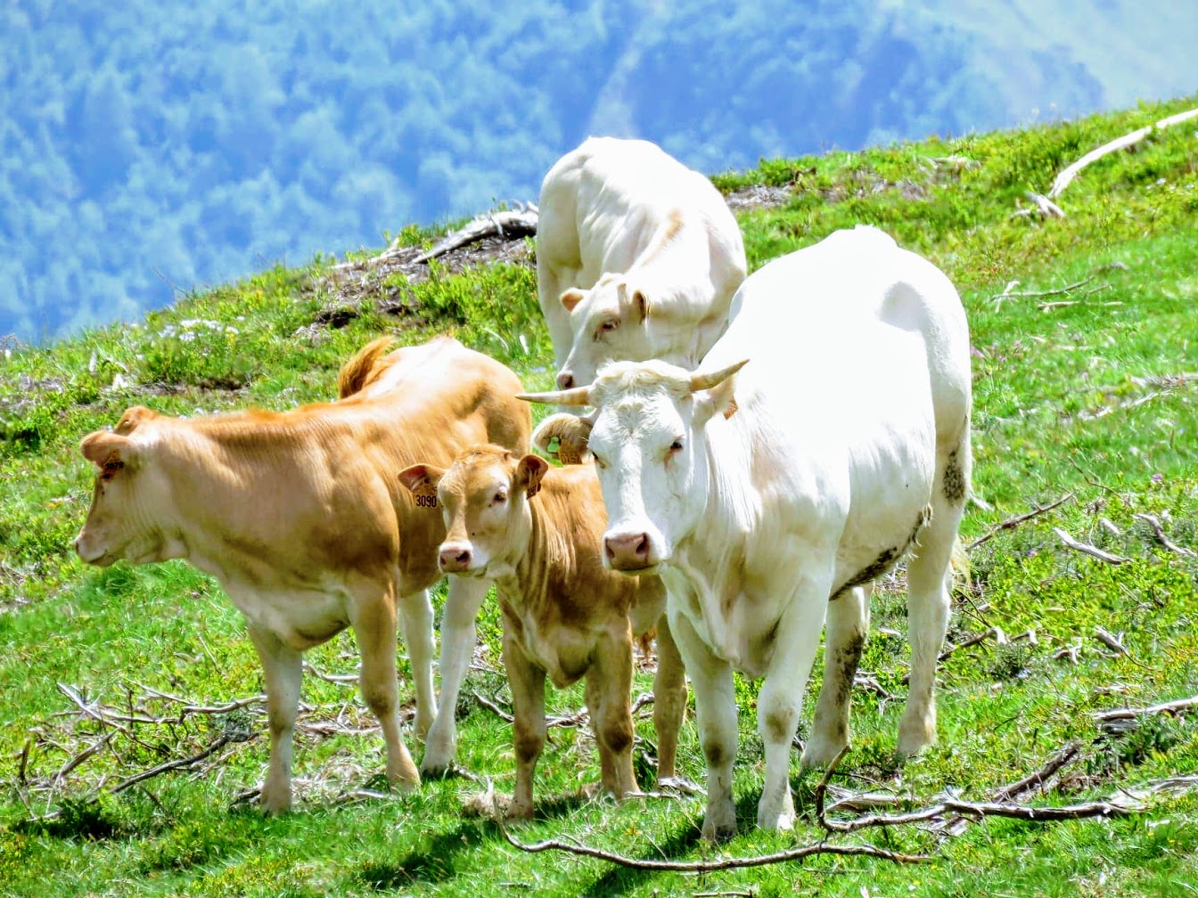 La Ferme Bretou